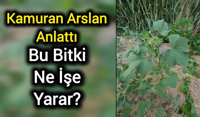 Kamuran Arslan Anlattı: Bu Bitki Ne İşe Yarar?