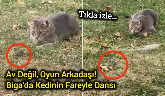 Av Değil, Oyun Arkadaşı! Biga’da Kedinin Fareyle Dansı