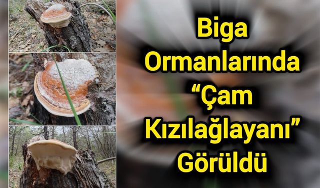 Biga Ormanlarında “çam kızılağlayanı” görüldü
