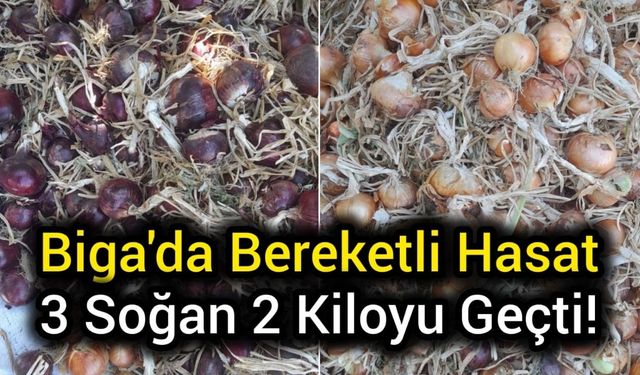 Çanakkale Biga'da Bereketli Hasat: 3 Soğan 2 Kiloyu Geçti!