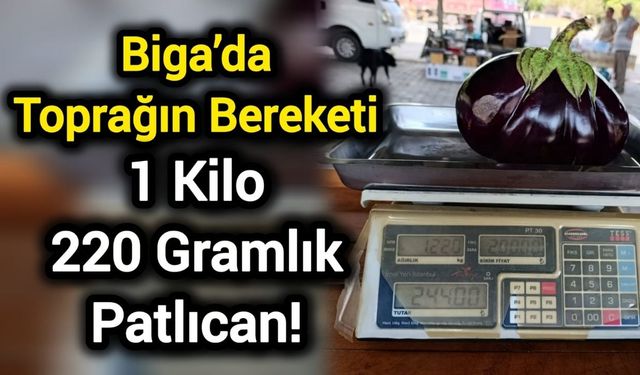 Biga’da Toprağın Bereketi: 1 Kilo 220 Gramlık Patlıcan!