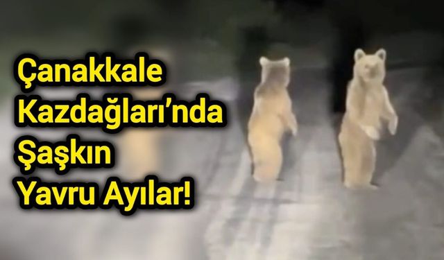 Çanakkale Kazdağları’nda şaşkın yavru ayılar!