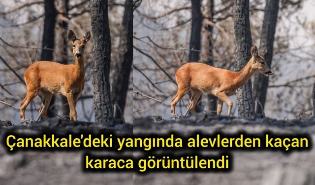 Çanakkale'deki yangında alevlerden kaçan karaca görüntülendi