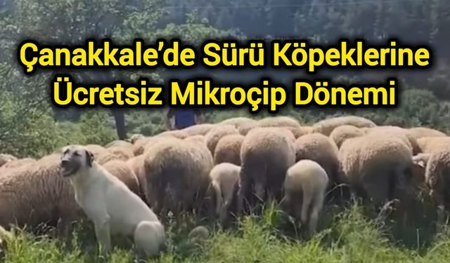 Çanakkale’de Sürü Köpeklerine Ücretsiz Mikroçip Dönemi