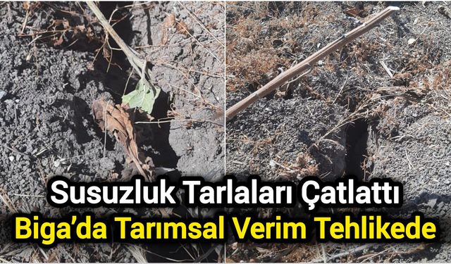 Susuzluk Tarlaları Çatlattı: Biga’da Tarımsal Verim Tehlikede