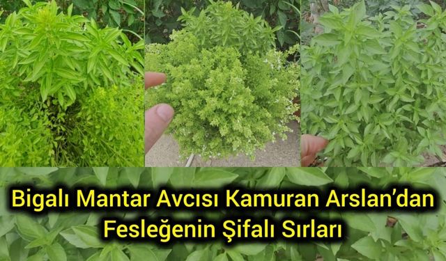 Bigalı Mantar Avcısı Kamuran Arslan’dan Fesleğenin Şifalı Sırları