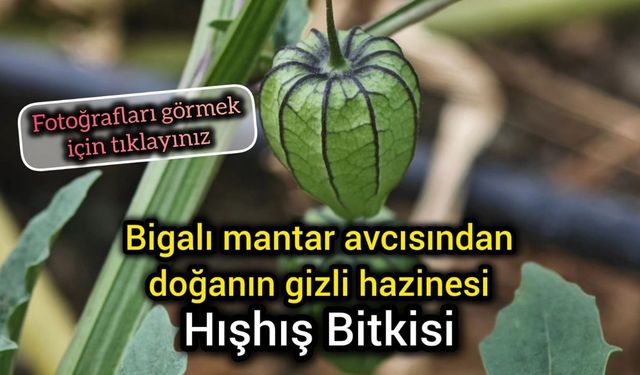 Bigalı mantar avcısından doğanın gizli hazinesi: Hışhış bitkisi
