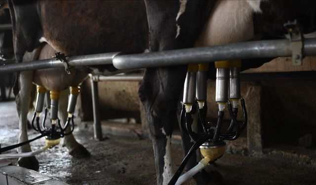 Toplanan inek sütü miktarı açıklandı