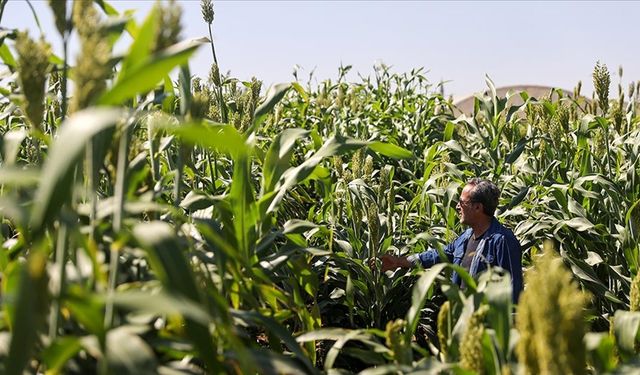 "Sorgum" bitkisi su tüketiminden tasarruf sağlıyor