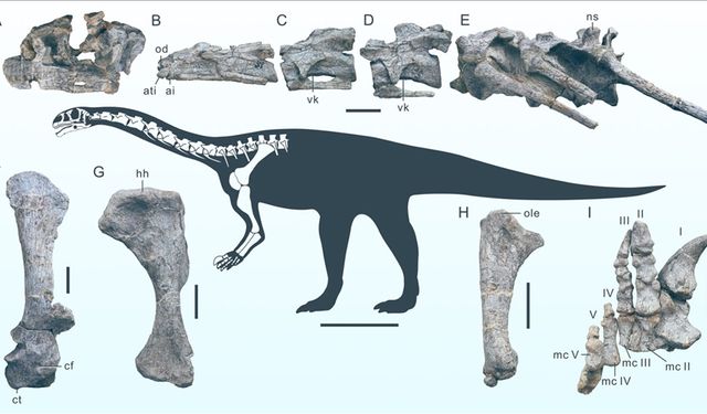 Yeni bir dinozor türüne ait fosil bulundu