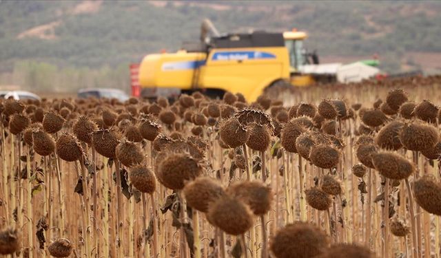 Anıza ekim yöntemi, ayçiçeği üreticisini sevindirdi