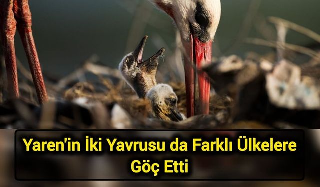 Yaren'in İki Yavrusu da Farklı Ülkelere Göç Etti