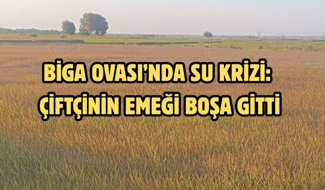Biga ovası’nda su krizi: Çiftçinin emeği boşa gitti