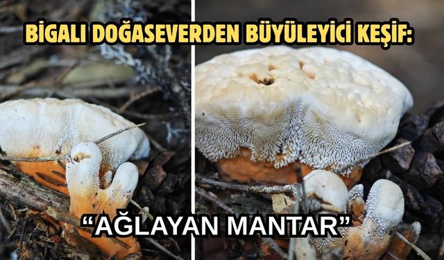 Bigalı Doğaseverden Büyüleyici Keşif: “Ağlayan Mantar"