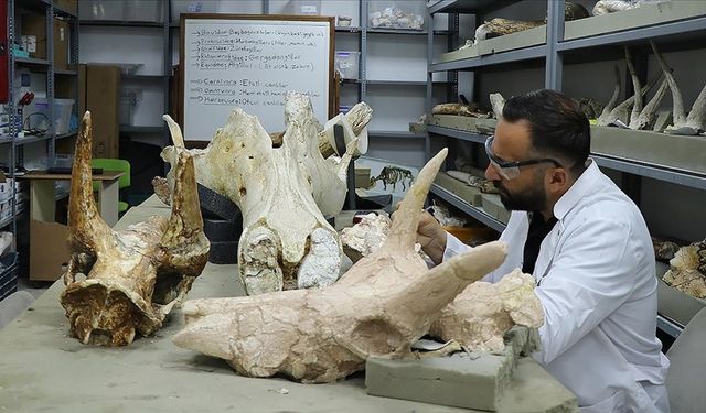 7,7 milyon yıllık 3 fil kafatası bulundu