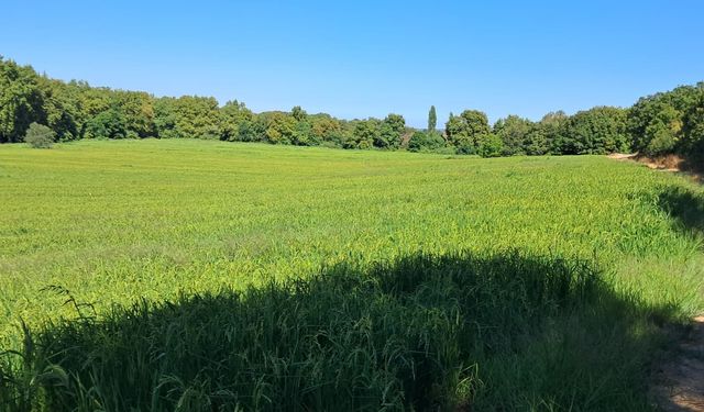 Çanakkale Çiftçisinin Yeni Tercihi: Damla Sulamayla Daha Az Su, Daha Çok Ürün