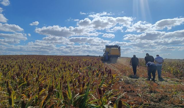 Tekirdağ'da sorgum hasadı yapıldı