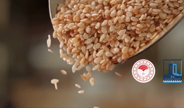 Çanakkale’de Makineli Susam Hasadı İlk Kez Gerçekleştirildi