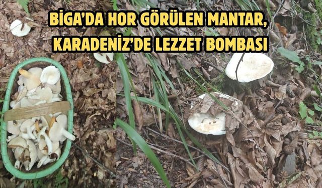 Biga’da hor görülen mantar, Karadeniz’de lezzet bombası