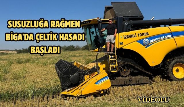 Kuraklığın gölgesinde Çanakkale Biga'da çeltik hasadı