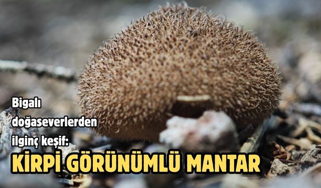 Bigalı doğaseverlerden ilginç keşif: Kirpi görünümlü mantar