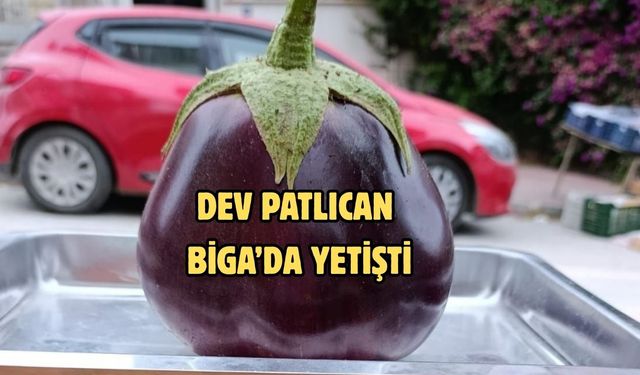 Dev Patlıcan Biga’da Yetişti