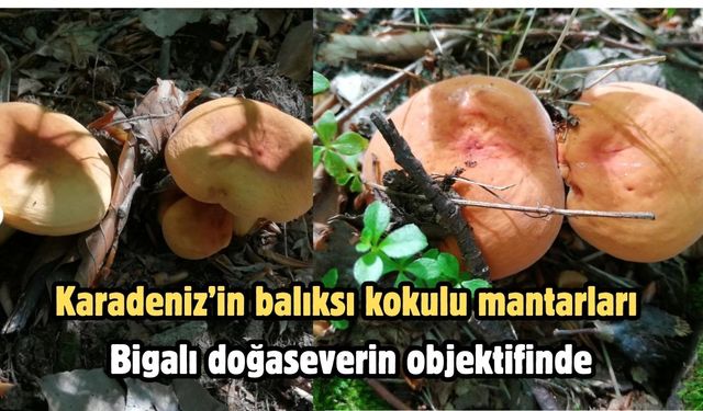Karadeniz’in balıksı kokulu mantarları Bigalı doğaseverin objektifinde