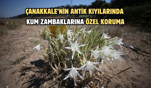 Çanakkale’nin antik kıyılarında kum zambaklarına özel koruma