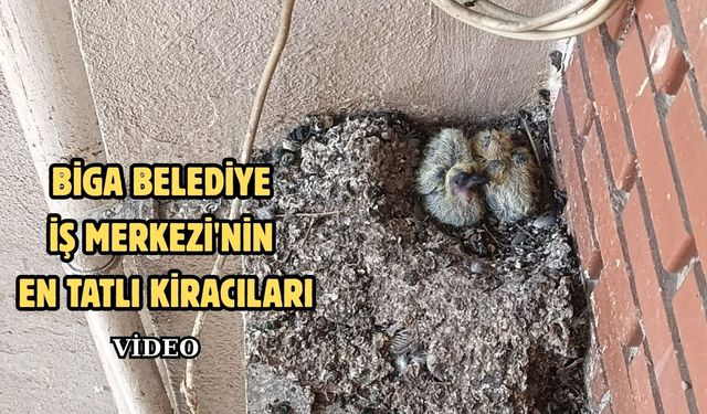 Biga Belediye İş Merkezi'nin en tatlı kiracıları