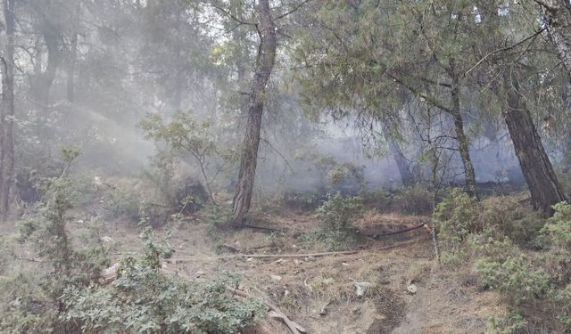 Ormanlık alanda çıkan yangın söndürüldü