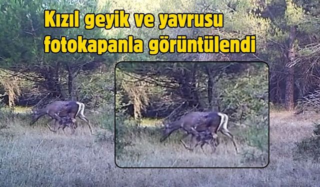 Kızıl geyik ve yavrusu fotokapanla görüntülendi