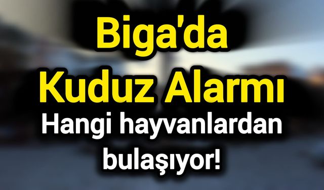 Biga'da Kuduz Alarmı: Hangi hayvanlardan bulaşıyor!