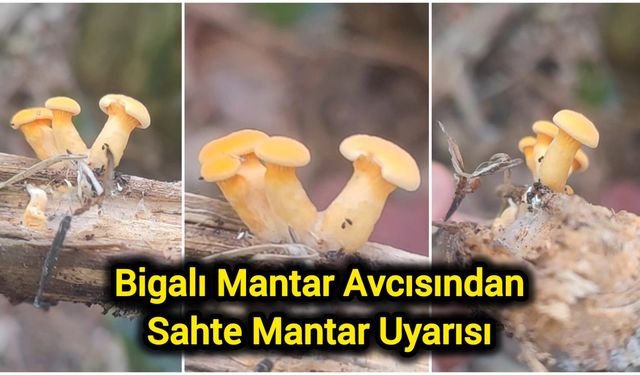 Bigalı Mantar Avcısından Sahte Mantar Uyarısı