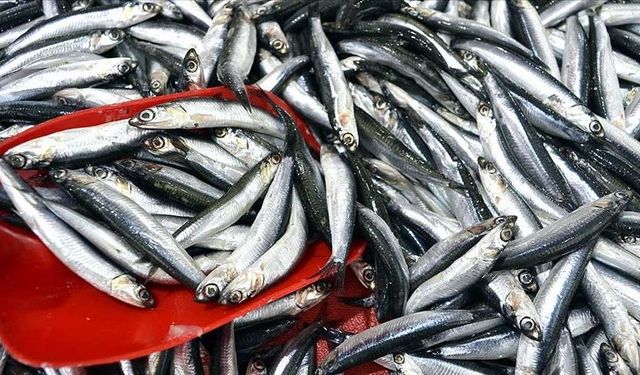 Türkiye hamsi ihracatından 9,9 milyon dolar kazandı