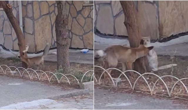 Tilki ile Sokak Kedisi Arkadaş Oldu, Birlikte Oyun Oynadı