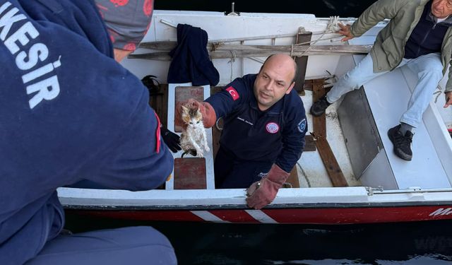 Denize düşen kedi itfaiye tarafından kurtarıldı
