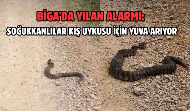 Biga'da soğukkanlılar kış uykusu için yuva arıyor