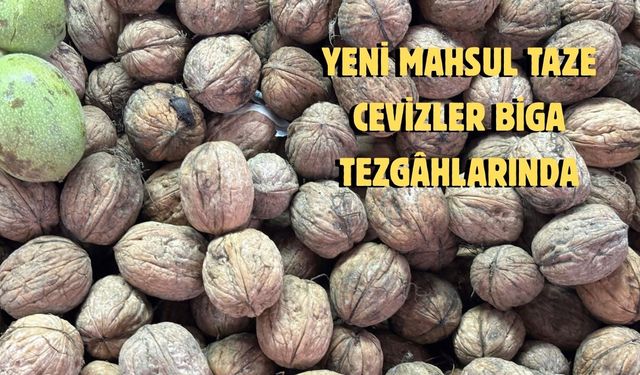 Yeni mahsul taze cevizler Biga tezgâhlarında