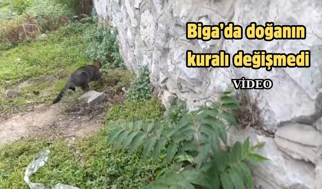 Biga’da doğanın kuralı değişmedi
