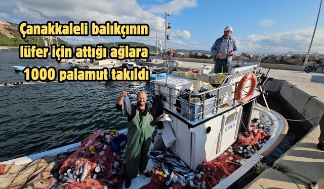 Çanakkaleli balıkçının lüfer için attığı ağlara 1000 palamut takıldı