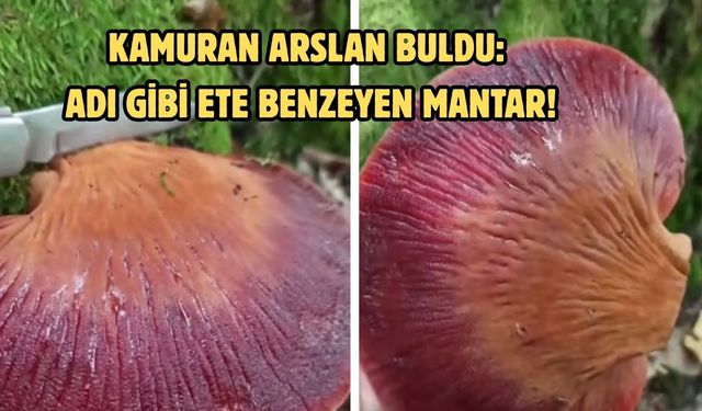 Kamuran Arslan buldu: Adı gibi ete benzeyen mantar!