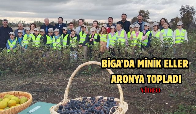 Çanakkale Biga’da minik eller aronya topladı