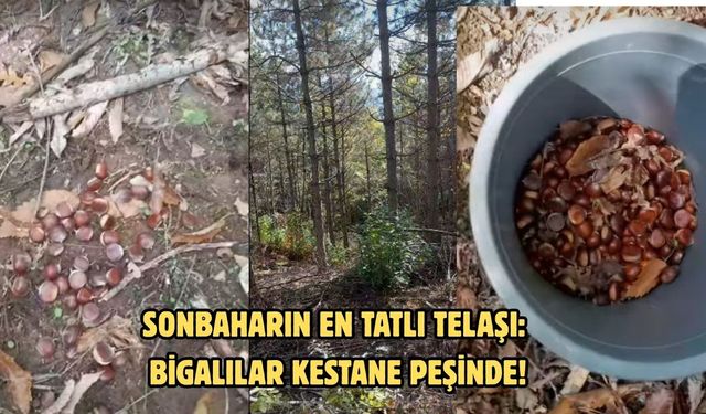 Sonbaharın en tatlı telaşı: Bigalılar kestane peşinde!