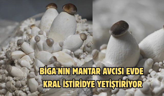 Çanakkale Biga’nın mantar avcısı evde kral istiridye yetiştiriyor
