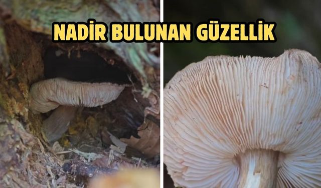 Nadir bulunan güzellik
