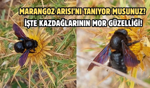 Marangoz Arısı’nı Tanıyor Musunuz? İşte Kazdağlarının Mor Güzelliği!
