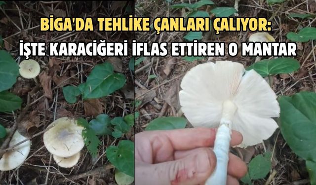 Biga'da tehlike çanları çalıyor: İşte karaciğeri iflas ettiren o mantar