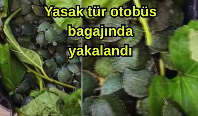 Yasak tür otobüs bagajında yakalandı
