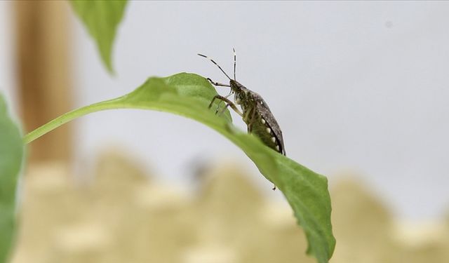 Türkiye genelinde 1 milyondan fazla evde ilaçlama