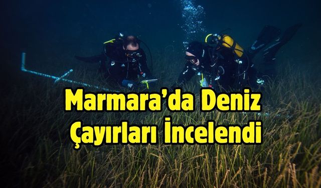 Marmara'da deniz çayırlarının genel durumunun iyi olduğu gözlendi
